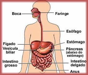 Animais daninhos de vermes como trabalhos
